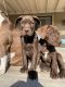 German Shorthaired Pointer Puppies for sale in GLMN HOT SPGS, CA 92583, USA. price: $150