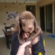 German Shorthaired Pointer Puppies for sale in Yucaipa, CA, USA. price: $975