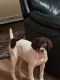German Shorthaired Pointer Puppies for sale in Asheboro, North Carolina. price: $500