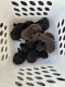 German Shorthaired Pointer Puppies for sale in Bartow, Florida. price: $200