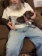 German Shorthaired Pointer Puppies for sale in Kirkland, Illinois. price: $750