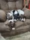 German Shorthaired Pointer Puppies for sale in Georgetown, Indiana. price: $600