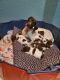 German Shorthaired Pointer Puppies for sale in Fredericktown, Missouri. price: $750