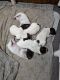 German Shorthaired Pointer Puppies for sale in Gibsonburg, Ohio. price: $800