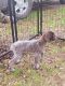 German Shorthaired Pointer Puppies for sale in Klamath Falls, Oregon. price: $850