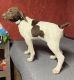 German Shorthaired Pointer Puppies for sale in Morgantown, Indiana. price: $1,500