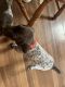 German Shorthaired Pointer Puppies for sale in Rockdale, IL 60436, USA. price: $1,200