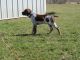 German Shorthaired Pointer Puppies for sale in Hibbing, Minnesota. price: NA