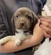 German Shorthaired Pointer Puppies for sale in Medical Lake, Washington. price: $150