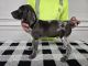 German Shorthaired Pointer Puppies for sale in Sumner, Washington. price: $900