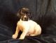 German Shorthaired Pointer Puppies for sale in Arvada, CO, USA. price: NA