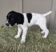 German Shorthaired Pointer Puppies for sale in Boston, MA, USA. price: $500