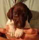 German Shorthaired Pointer Puppies for sale in Michigan, USA. price: NA