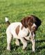 German Shorthaired Pointer Puppies for sale in Portland, OR, USA. price: NA