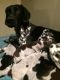 German Shorthaired Pointer Puppies for sale in Tampa, FL, USA. price: NA