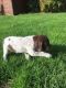 German Shorthaired Pointer Puppies for sale in Phoenix, AZ, USA. price: $200
