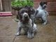German Shorthaired Pointer Puppies for sale in Honolulu, HI, USA. price: NA