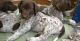 German Shorthaired Pointer Puppies for sale in Austin, TX, USA. price: NA