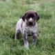 German Shorthaired Pointer Puppies for sale in Columbus, MT 59019, USA. price: NA