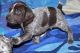 German Shorthaired Pointer Puppies for sale in Beaver Creek, CO 81620, USA. price: NA