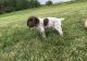German Shorthaired Pointer Puppies for sale in Orlando, FL, USA. price: NA