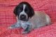 German Shorthaired Pointer Puppies for sale in Chattanooga, TN, USA. price: $500