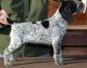 German Shorthaired Pointer Puppies for sale in Beaver Creek, CO 81620, USA. price: $600