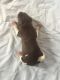 German Shorthaired Pointer Puppies for sale in Ithaca, MI 48847, USA. price: $600