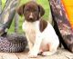 German Shorthaired Pointer Puppies for sale in Fresno, CA, USA. price: NA