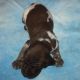 German Shorthaired Pointer Puppies for sale in Rock Valley, IA 51247, USA. price: NA
