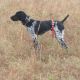 German Shorthaired Pointer Puppies for sale in Fairfield, NJ, USA. price: $1,500