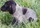 German Shorthaired Pointer Puppies for sale in San Antonio, TX, USA. price: $400