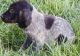 German Shorthaired Pointer Puppies for sale in Yonkers, NY, USA. price: NA
