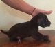 German Shorthaired Pointer Puppies for sale in Baywood-Los Osos, CA 93402, USA. price: $500