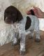 German Shorthaired Pointer Puppies for sale in Bakersfield, CA, USA. price: NA