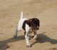 German Shorthaired Pointer Puppies for sale in Stewartville, MN 55976, USA. price: NA