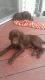 German Shorthaired Pointer Puppies for sale in Westminster, CO, USA. price: NA
