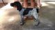 German Shorthaired Pointer Puppies for sale in Bradford, OH 45308, USA. price: NA