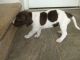 German Shorthaired Pointer Puppies for sale in Los Angeles, CA, USA. price: NA