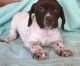 German Shorthaired Pointer Puppies for sale in New Haven, MI 48050, USA. price: NA