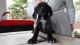 German Shorthaired Pointer Puppies for sale in Henderson, NV, USA. price: NA