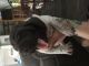 German Shorthaired Pointer Puppies for sale in Mound, MN 55364, USA. price: NA