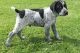 German Shorthaired Pointer Puppies for sale in Barstow, CA, USA. price: $650