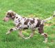 German Shorthaired Pointer Puppies for sale in Chesterfield Township, MI, USA. price: NA