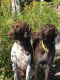German Shorthaired Pointer Puppies for sale in Albion, ME 04910, USA. price: NA