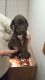 German Shorthaired Pointer Puppies for sale in Michigan Ave, Inkster, MI 48141, USA. price: NA