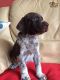 German Shorthaired Pointer Puppies for sale in New York, NY 10007, USA. price: NA
