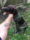 German Shorthaired Pointer Puppies for sale in Jacksonville, FL, USA. price: NA