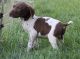 German Shorthaired Pointer Puppies for sale in Garden City, ID, USA. price: NA
