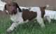 German Shorthaired Pointer Puppies for sale in Menomonie, WI 54751, USA. price: $650